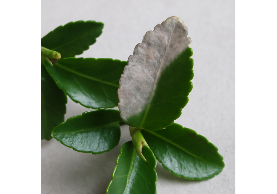 Euonymus – Pflegeleicht und dekorativ im Garten