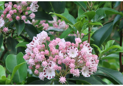 Zeit der Kalmienblüte