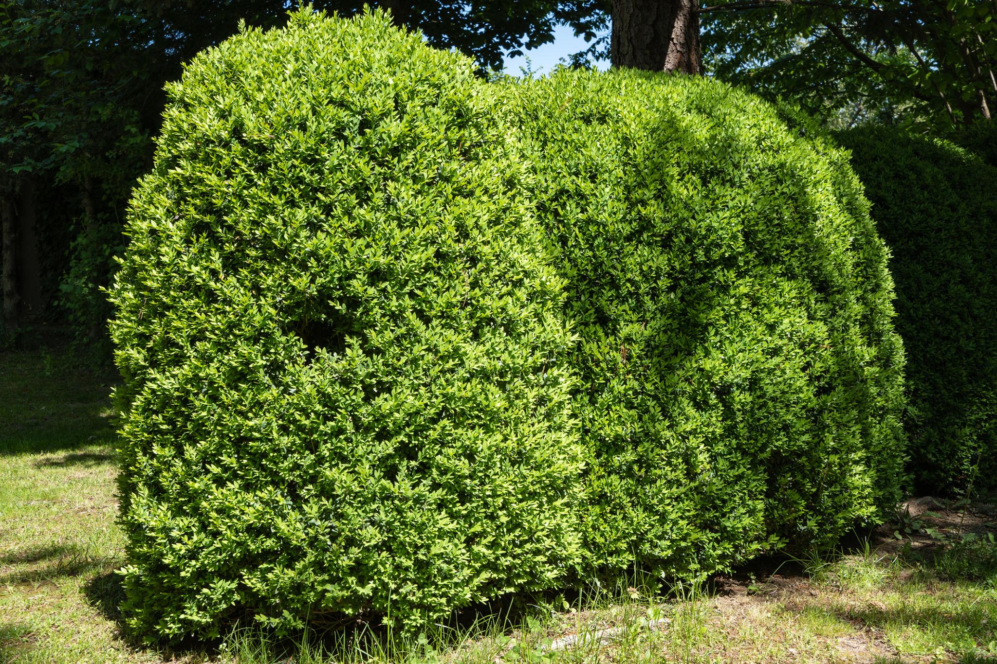 Buchsbaum im Garten – gesunde Hecke richtig pflegen und retten