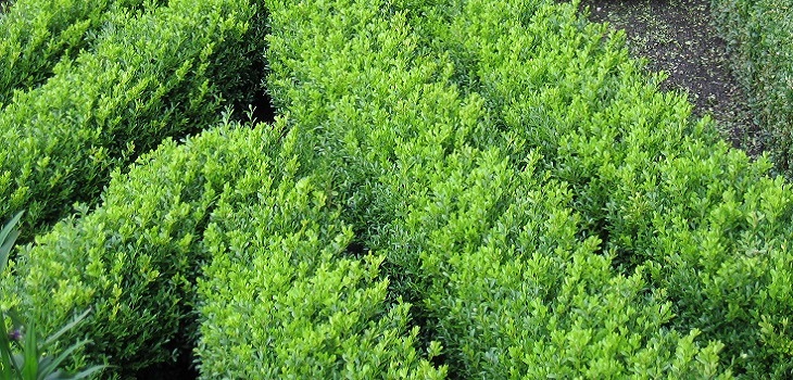 Buchsbaum mit Buchsbaum ersetzen image